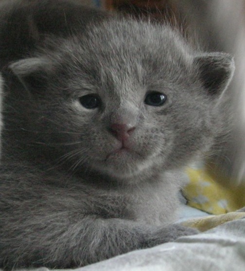 voting spring contest. KittensD0009_1